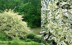 Ligustrum Sinense Variegated | Extra Large 3 Gallon Plants | Ligustrum sinense 'Variegata' | Stunning Foliage for Landscaping | Decorative Outdoor Shrub | Enhance Your Garden Aesthetics