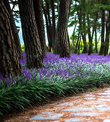 Super Blue Lilyturf - Liriope Muscari - 1 Live 4 Inch Pot - Drought Tolerant Low Maintenance Groundcover Plants