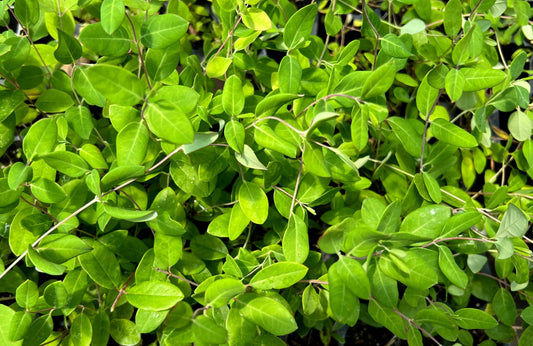 Coral Honeysuckle | Live Plants | Lonicera Sempervirens | Hummingbird & Butterfly Attracting Vine Flower