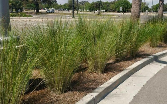 Sand Cord Grass I Large Gallon Size Plants I Spartina Bakeri I Live Plants, Salt-Tolerant Native Grass for Wetlands, Erosion Control, and Coastal Landscaping