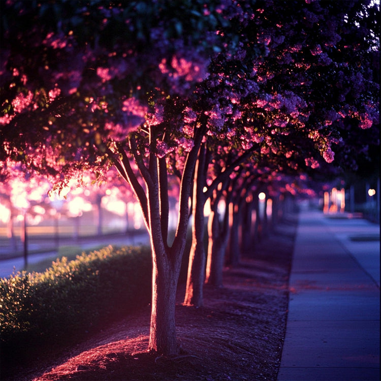 Crape Myrtle Twilight | Extra Large Gallon Plants | Lagerstroemia Indica 'Twilight' | Vibrant Blooms | Drought Tolerant