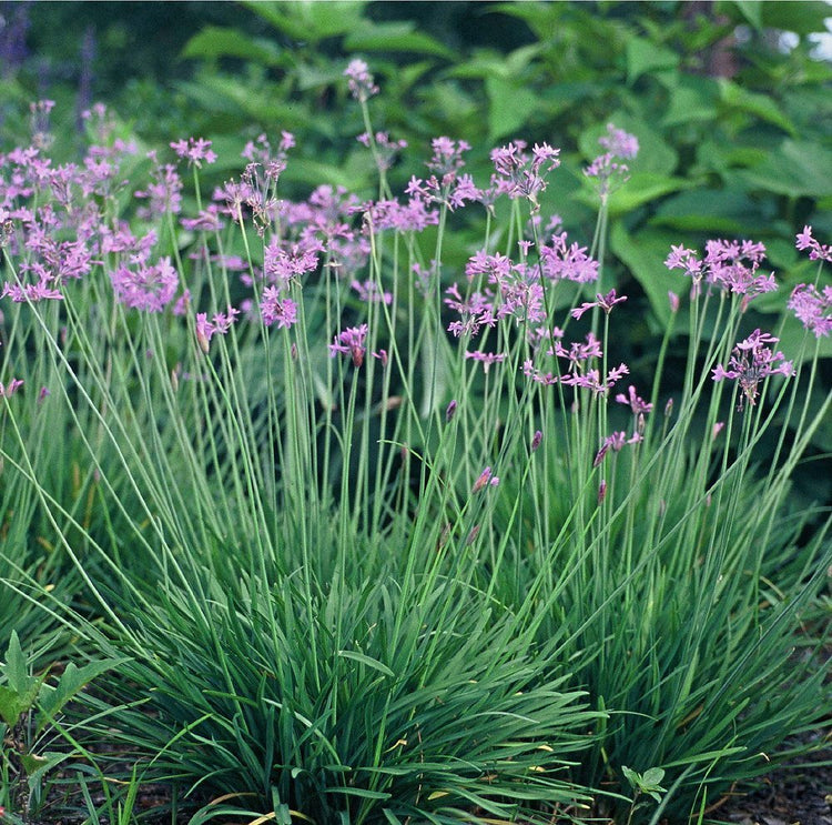 Society Garlic - Live Plants - Tulbaghia Violacea - Butterfly Attracting Flowers