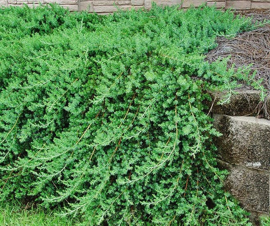 Blue Pacific Juniper | Extra Large Gallon Plants | Live Fast-Growing Ground Cover Shrub, Drought-Tolerant, Low-Maintenance Landscaping Plant