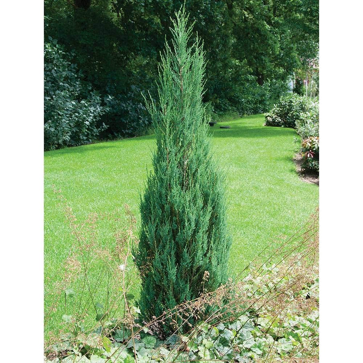 Skyrocket Juniper - Live Inch Pots - Juniperus Scopulorum - Formal Upright Evergreen Tree