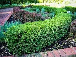 Wintergreen Boxwood | Extra Large Gallon Plants | Dense, Evergreen Shrub, Ideal for Decorative Hedges, Topiary Art & Landscape Borders, Cold Hardy & Drought Tolerant