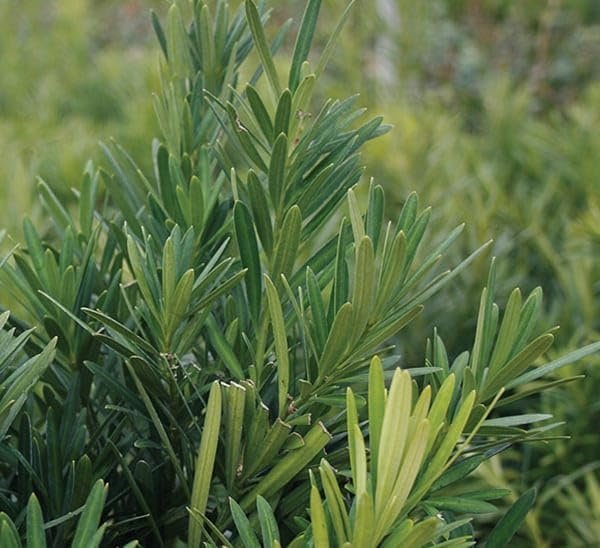 Podocarpus Pringles | Extra Large 3 Gallon Plants | Podocarpus Macrophyllus 'Pringles' | Ideal for Hedges | Low Maintenance Shrub (1 Plant)