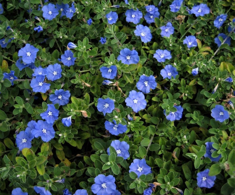 Beach Bum Blue I Large Gallon Size Plants I Evolvulus Glomeratus I Live Low-Maintenance, Drought-Resistant, Ideal for Coastal Gardens