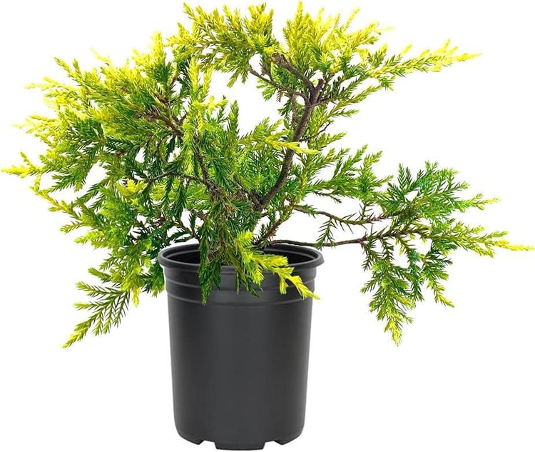 Saybrook Gold Juniper | Live Quart Size Plants | Juniperus Chinensis | Drought Tolerant Cold Hardy Evergreen Groundcover