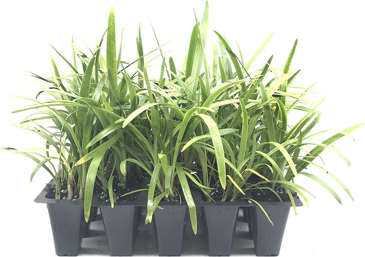 Agapanthus Lily of The Nile - 60 Live Plants - Beautiful Ornamental Blooming Foliage