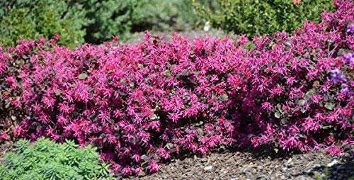 Loropetalum 'Plum Delight' - Chinese Fringe Flower - Live Plants - Evergreen Flowering Shrub