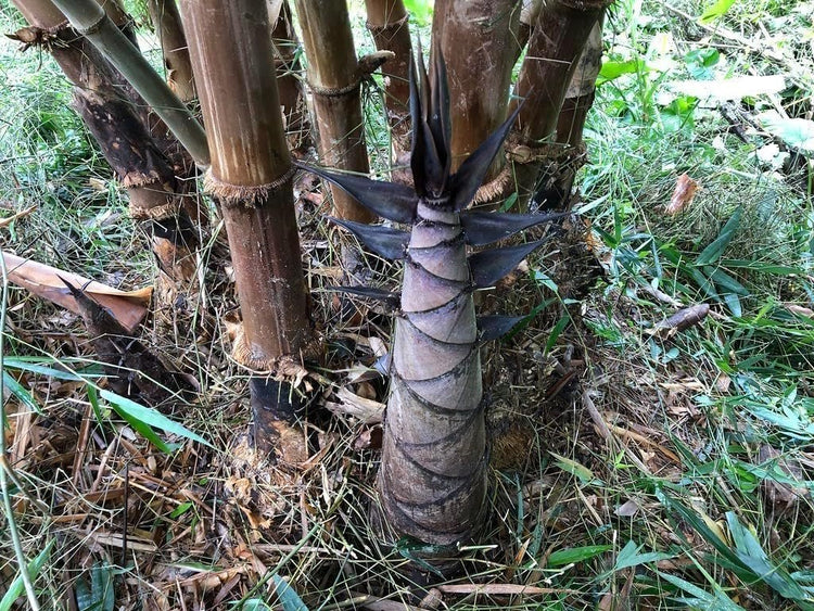 Dendrocalamus Asper Bamboo Plant - Fast-Growing Live Indoor/Outdoor Giant Bamboo for Landscaping & Green Decor - Eco-Friendly - Also Known as Dragon/Rough Bamboo