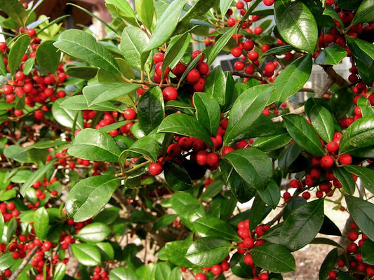 Dahoon Holly Tree | Live Plants | Ilex Cassine | Beautiful Red Berries | Screening Hedge Privacy Foliage