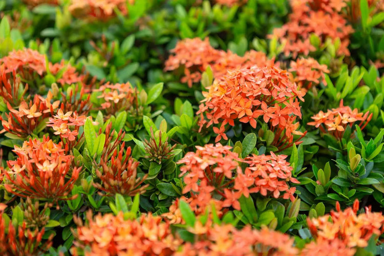 Ixora Dwarf Carmen | Live Plants | Ixora Coccinea 'Dwarf' | Flowering Shrub | Tropical Garden Plants