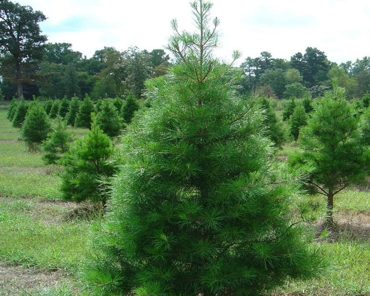 Virginia Pine | Live Trees | Scrub Spruce Pine | Pinus Virginiana | Unique Evergreen Specimen Planting