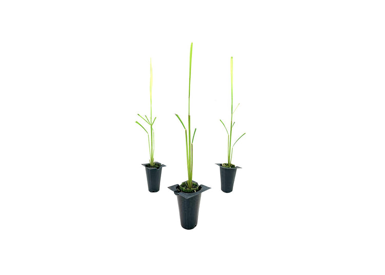 Cymbopogon Nardus Citronella Grass | Live Plants | Perfect for Outdoor Gardens and Patio Decor, Easy-to-Grow Aromatic Plant