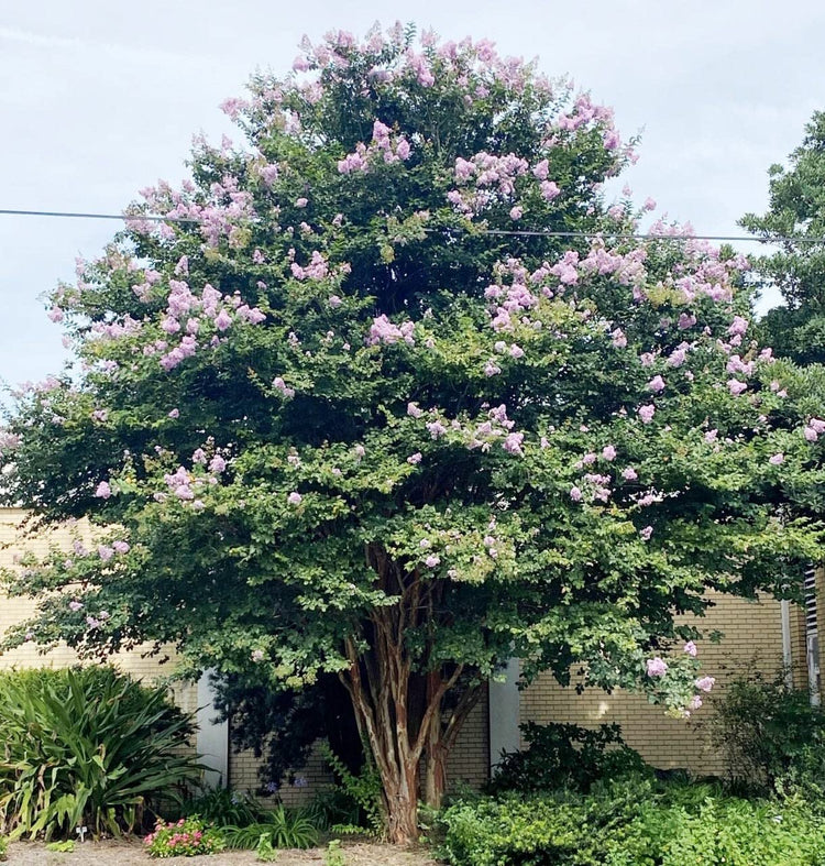 Crape Myrtle Muskogee | Live Plants | Lagerstroemia Indica | Beautiful Low Maintenance Lavender Blooming Tree