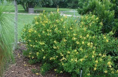 Thryallis | Extra Large 3 Gallon Plants | Galphimia glauca | Tropical Beauty | Year-Round Blooms