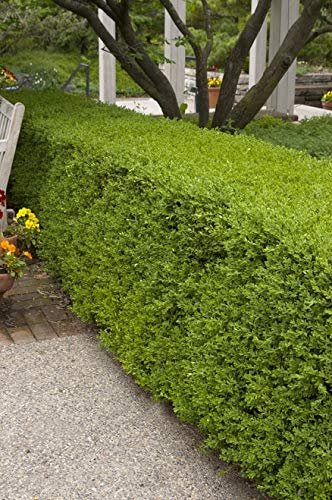 Winter Green Korean Boxwood - Live Plants - Buxus Microphylla - Fast Growing Cold Hardy Formal Evergreen Shrub