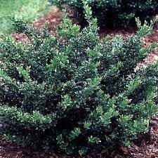 Compacta Holly Ilex | Extra Large 3 Gallon Plant | Ilex crenata 'Compacta' | Dense Foliage Evergreen | Ideal for Landscaping