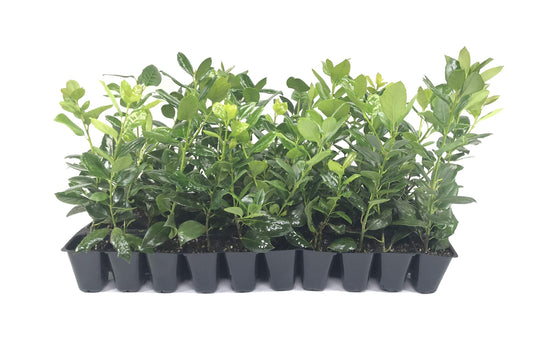 Nellie R. Stevens Holly - Live Plants - Evergreen Privacy Hedge