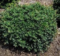 Soft Touch Holly | Extra Large 3 Gallon Plants | Ilex crenata 'Soft Touch' | Lush Evergreen Foliage | Ideal for Landscape and Gardens