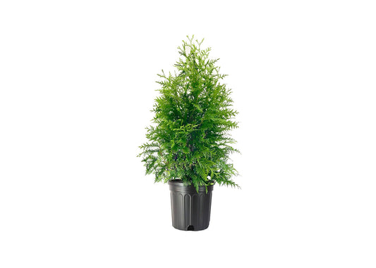 Green Giant Arborvitae | Large Gallon Trees | Thuja Plicata | Live Evergreen Privacy Screening Plants