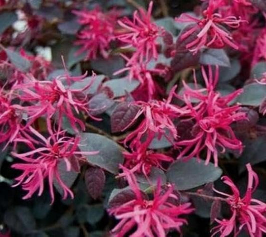 Loropetalum Plum Delight I Live Quart Size Plants I Chinese Fringe Flower I Eye-Catching Plum-Colored Foliage and Vibrant Pink Blooms, Perfect for Hedges and Decorative Plantings