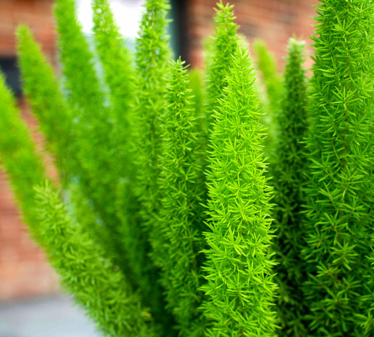 Foxtail Fern | 3 Extra Large 3 Gallon Plants | Asparagus densiflorus 'Meyersii' | Lush Texture | Architectural Greenery