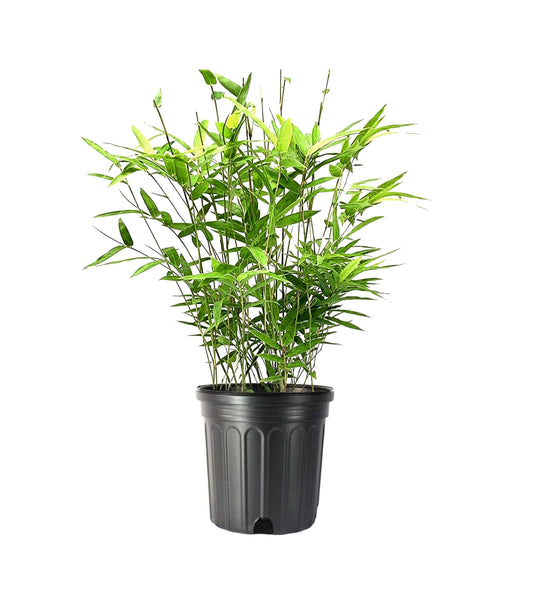 Golden Goddess Hedge Bamboo Plant - Bambusa Multiplex - Inch Pot - Non-invasive Clumping