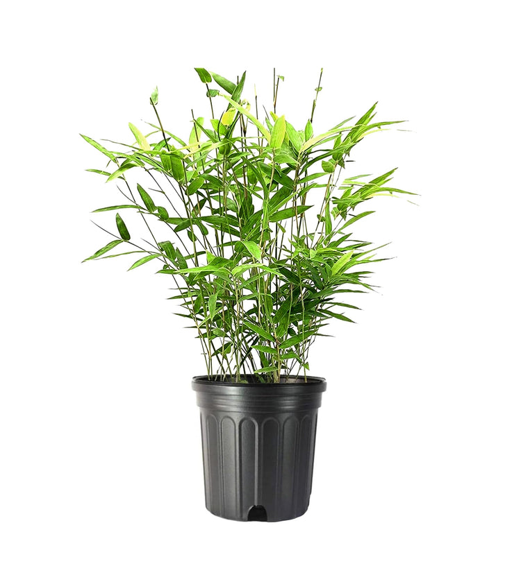 Golden Goddess Hedge Bamboo Plant - Bambusa Multiplex - Inch Pot - Non-invasive Clumping