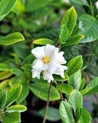 Gardenia Buttons | Extra Large 3 Gallon Plants | Gardenia jasminoides 'Buttons' | Compact Beauty | Intense Fragrance