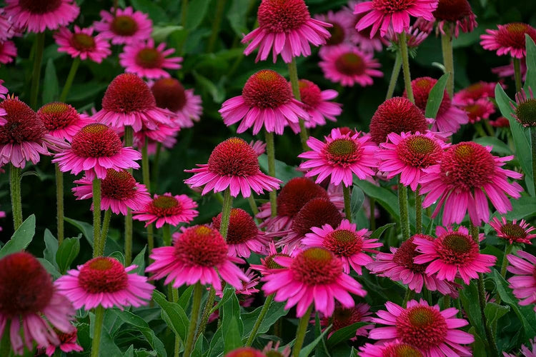 Premium Echinacea 'Crazy Pink' | Live Plants | Potted Perennial Flowering Plant, Perfect for Garden Borders & Butterfly Gardens, Easy-to-Grow, Vibrant Pink Blooms