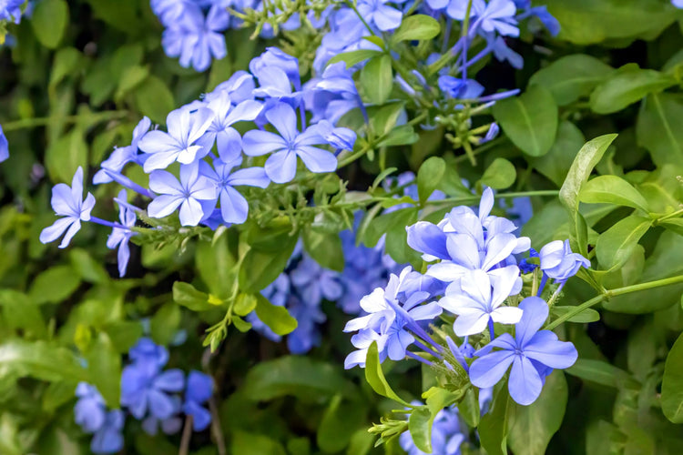 Plumbago Imperial Blue | Extra Large Gallon Plants | Plumbago auriculata | Flowering Shrub | Drought Tolerant