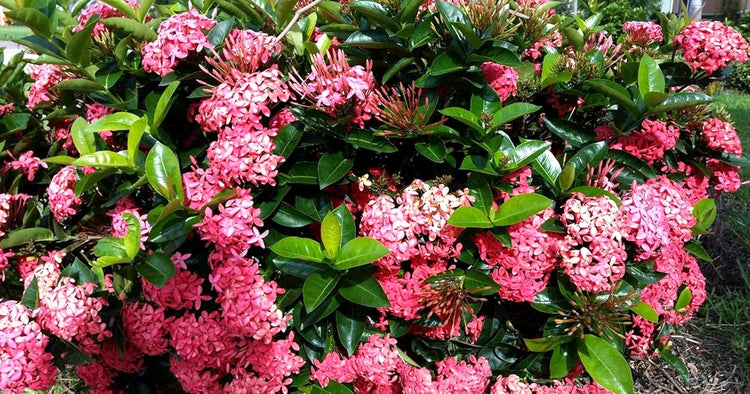 Ixora Dwarf Pink Taiwanensis | Live Plants | Ixora Chinensis | Perfect for Compact Spaces | Vibrant Tropical Blooms