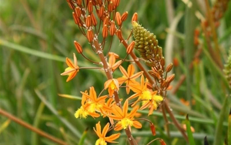 Bulbine Hallmark Orange | Live Gallon Size Plants | Vibrant Orange Blossom Succulent, Live Plant, Easy-Care Perennial for Sunny Gardens, Drought-Tolerant Ground Cover