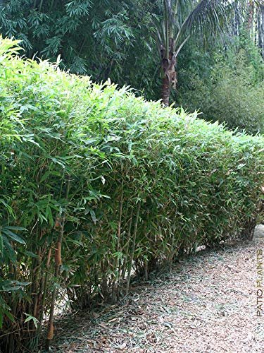 Fern Leaf Bamboo - Live Plant - Bambusa Multiplex - Inch Pot - Non-invasive Clumping Privacy Hedge