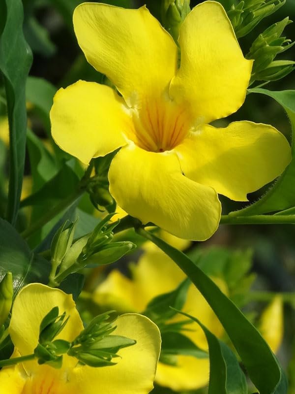 Allamanda Cathartica Golden Butterfly | Live Plants | Vibrant Yellow Trumpet Flowers | Perfect for Outdoor Gardens & Patios | Easy to Grow & Care for