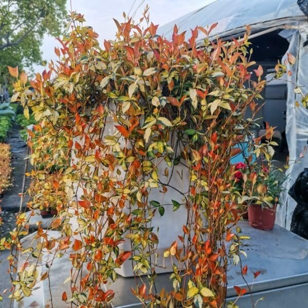 Summer Sunset Jasmine I Large Gallon Size Plant I Trachelospermum Asiaticum I Live Radiant Orange-Red Flowers for Full Sun Gardens, Drought-Tolerant, Vibrant Blooms