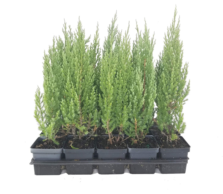 Blue Point Juniper - Live Inch Pot - Juniperus Chinensis - Evergreen Screening Tree