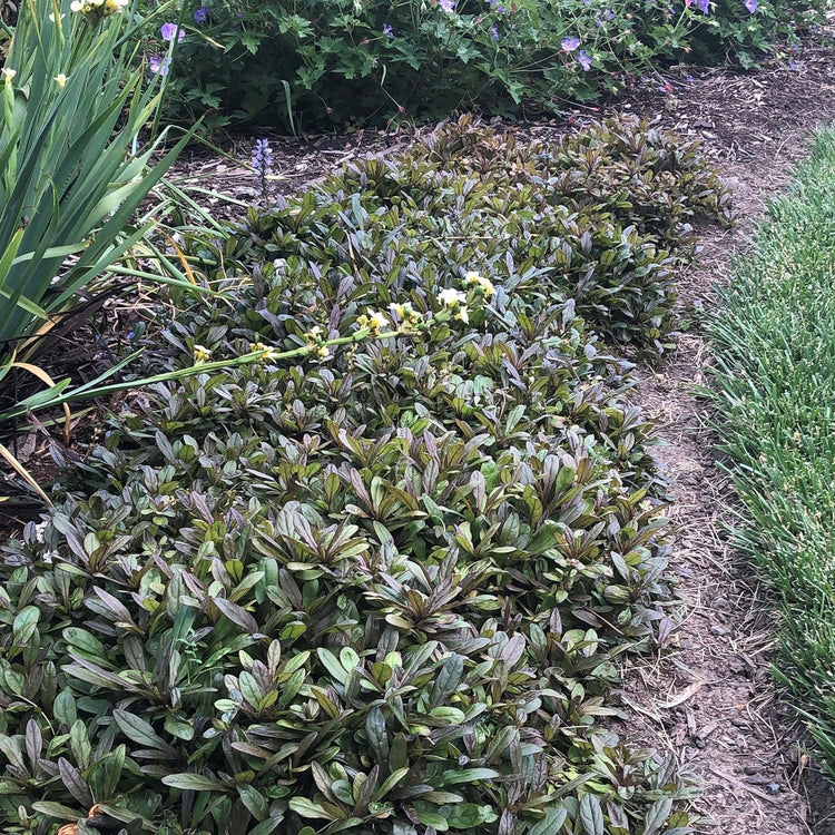 Ajuga Reptans Chocolate Chip I Live Plants | Dense Ground Cover Plant with Miniature Dark Foliage, Perfect for Gardens, Borders, & Shaded Areas (3 Plants)