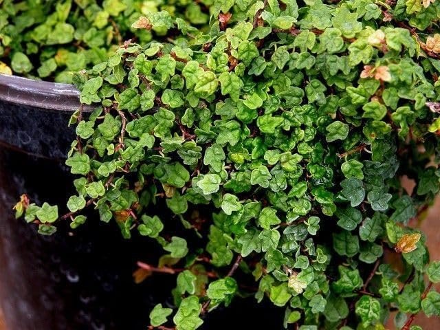 Ficus Pumila Quercifolia | Live Plants | Oak Leaf Creeping Fig, Easy-Care Indoor/Outdoor Trailing Vine Plant, Perfect for Walls and Ground Cover