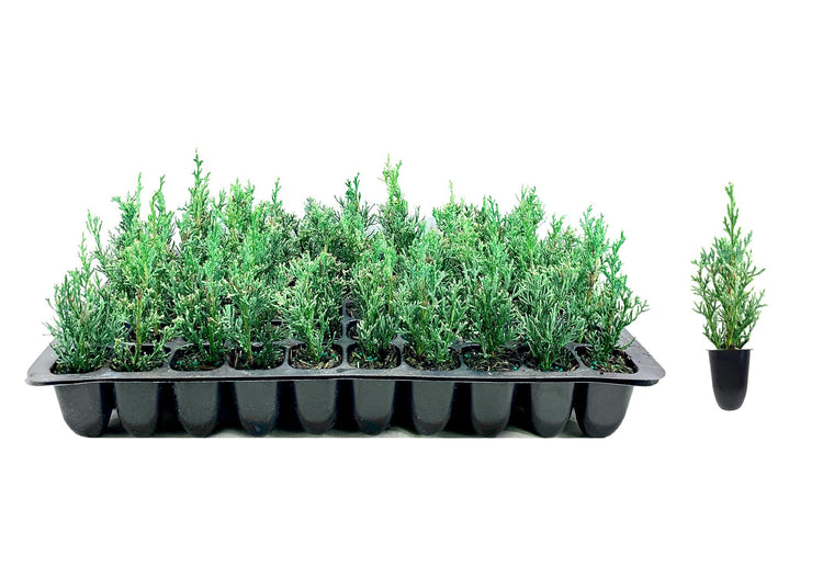 Italian Cypress Tree | Live Seedlings | Cupressus Sempervirens | Formal Elegant Mediterranean Style Plants