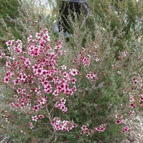 New Zealand Tea I Live Plants I Pink Flowers I Leptospermum Scoparium | Rich Aroma and Robust Flavor