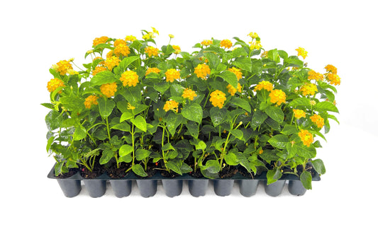 Lantana New Gold I Live Plants I Verbenaceae Camara I Live Vibrant Golden Yellow Flowers, Heat and Drought Tolerant, Ideal for Hanging Baskets and Borders