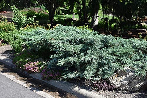 Blue Pfitzer Juniper | Live Plants | Juniperus Chinensis | Drought Tolerant Cold Hardy Evergreen Groundcover