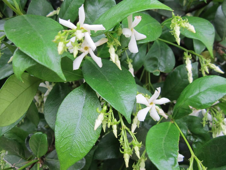 Confederate Jasmine Plants | Live 4 Inch Pots | Trachelospermum Jasminoides | Flowering Vine | Outdoor Garden