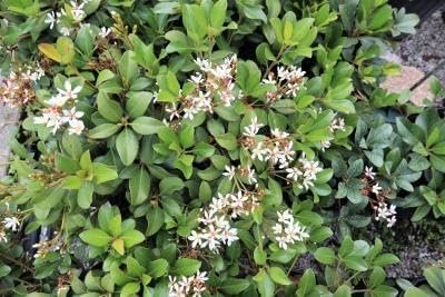 Indian Hawthorn Alba I Live Quart Size Plants I Raphiolepis Indica I Premium White-Flowering Evergreen Shrub, Ideal for Low Hedges, Borders, and Containers