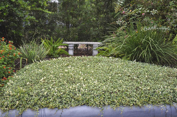 Variegated Asiatic Jasmine Minima - Live Plants - Trachelospermum Asiaticum 'variegatum' - Evergreen Groundcover