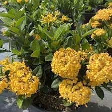 Ixora Yellow | Extra Large 3 Gallon Plants | Ixora chinensis | Bright Garden Highlight | Sun-Loving Tropical Shrub