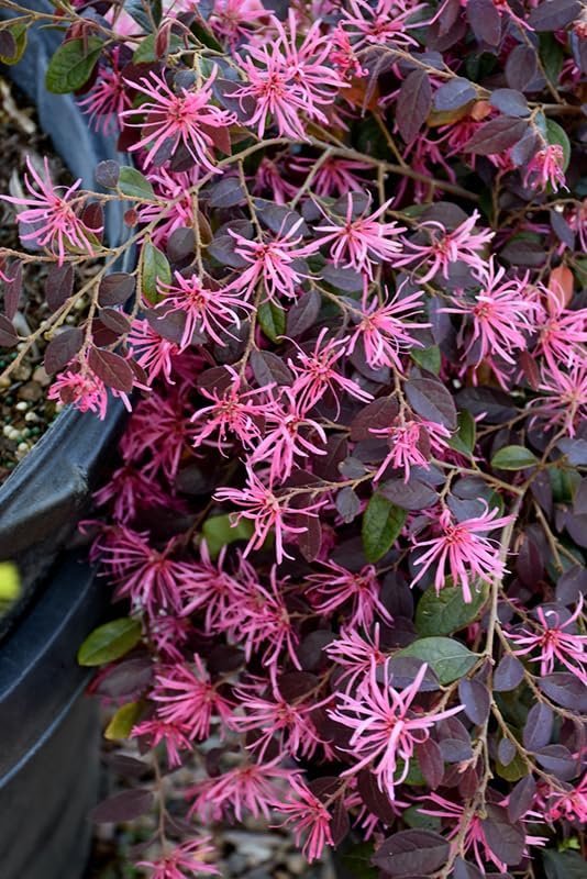 Loropetalum Daruma Dwarf Ruby | Extra Large 3 Gallon Plants | Loropetalum Chinense | Vibrant Foliage | Easy Care